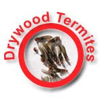 Drywood Termites