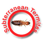 Subterranean Termites
